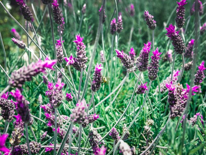 Flores, Lavanda, Quadro,